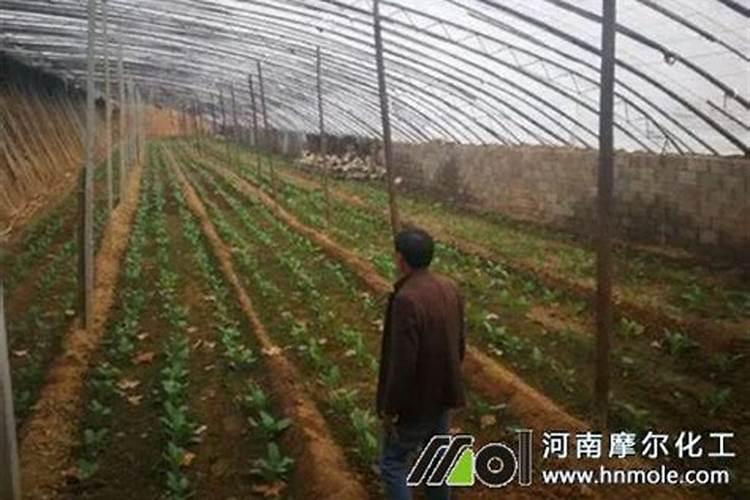 俄罗斯红钾适用于哪些花卉植物？