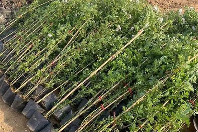 蔷薇花施什么肥最好