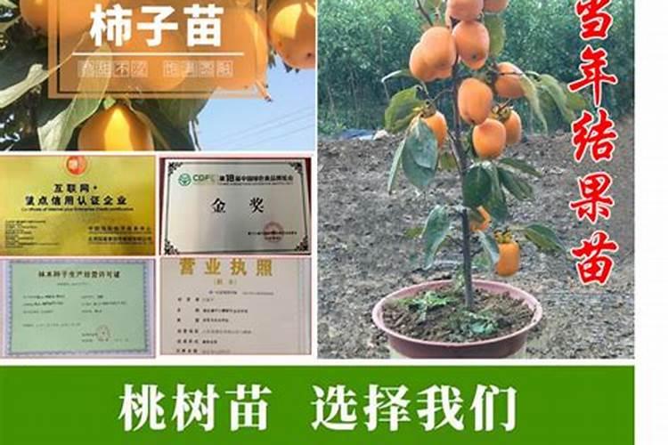 甜柿子怎么种植？