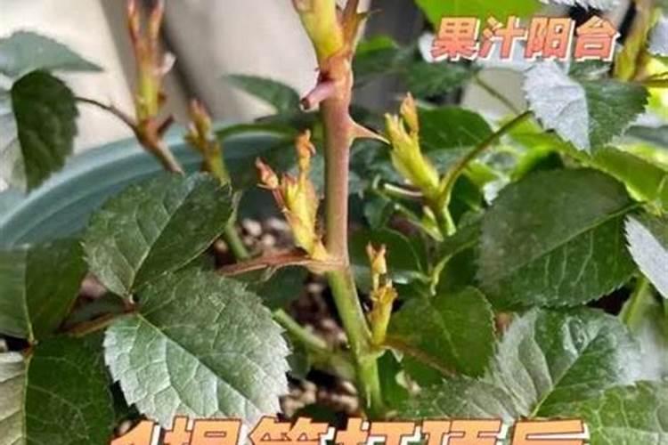 月季春季如何施肥