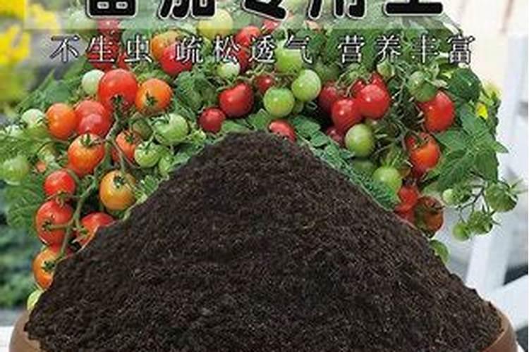 越冬大棚番茄栽培底肥用啥肥比较好？