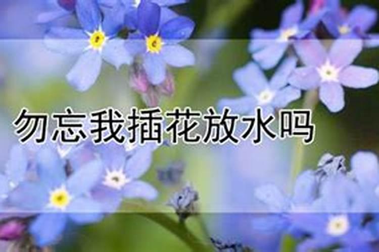 北美冬青插花瓶怎么养