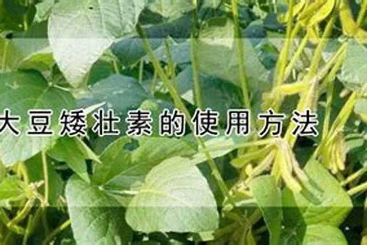黄豆什么时候追肥合适