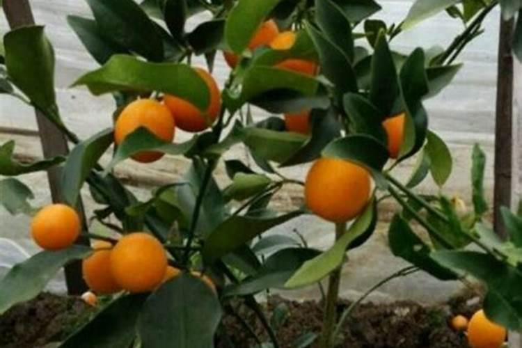 盆栽橘子用什么肥 盆栽橘子用的肥料是什么