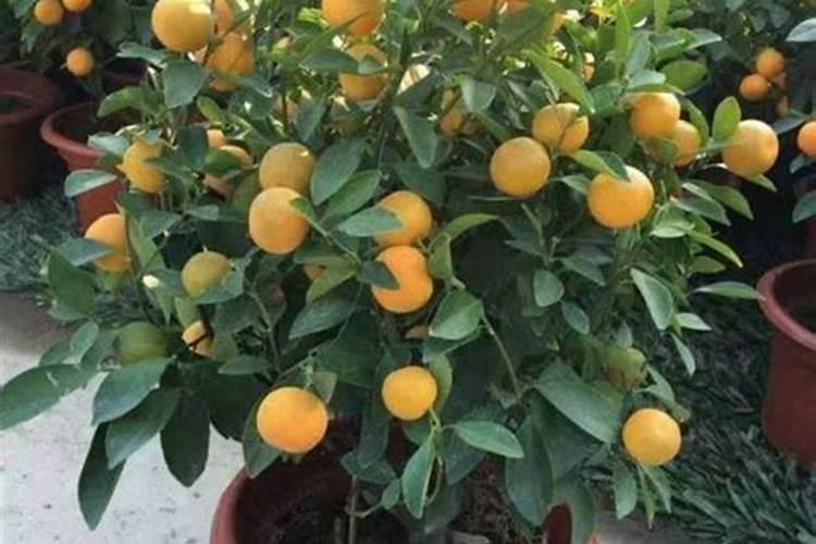 盆栽桔子树用什么肥料最好