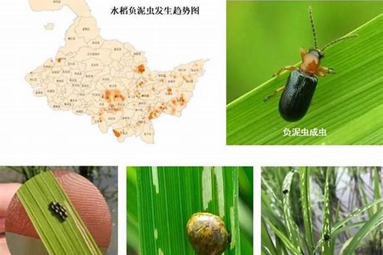 高效氯氟蚍虫啉可以杀死潜叶蛾吗？