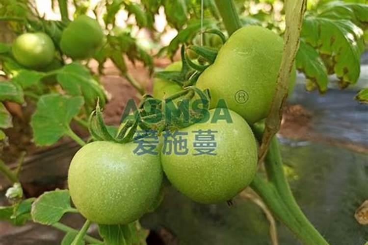 莴笋的叶子怎么吃