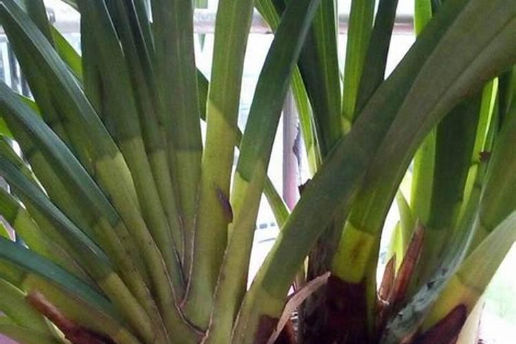 蕙兰花谢了 怎么处理 蕙兰花谢了的处理方法