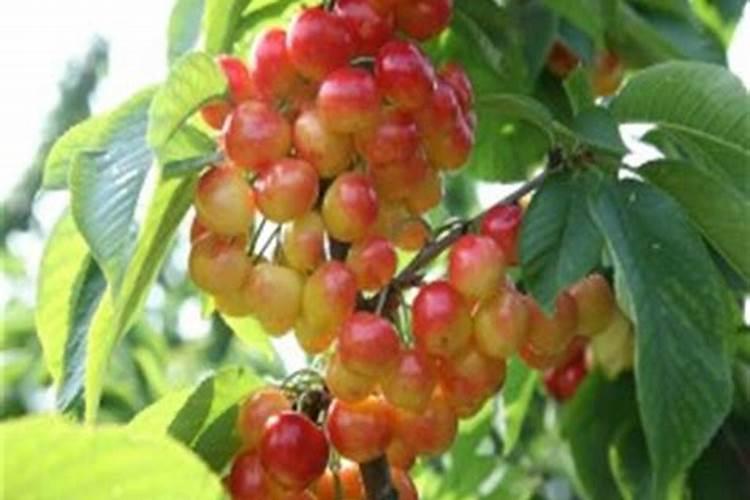 乡镇农业项目实施方案范文(三篇)