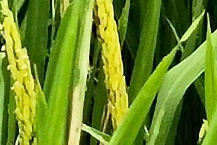 柑橘种植土壤要求 柑橘怎么施肥好