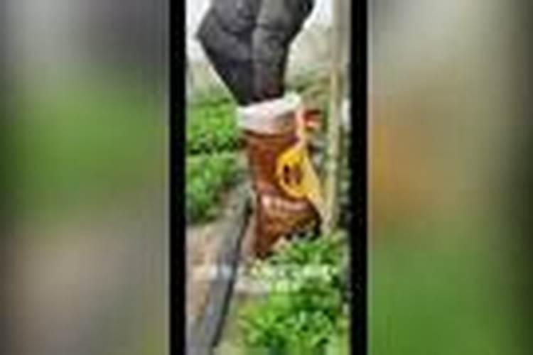 西瓜施肥四注意,西瓜坐果后怎样施肥,种西瓜什么时候