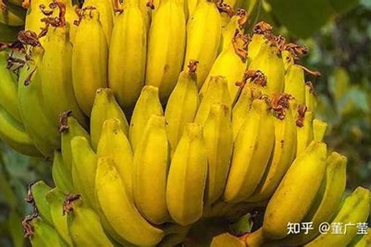 香蕉如何施肥