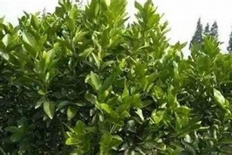 柑橘秋梢肥应该怎么施？