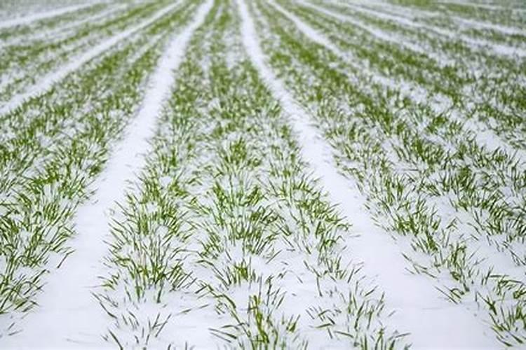 浇冬水施肥管用吗？