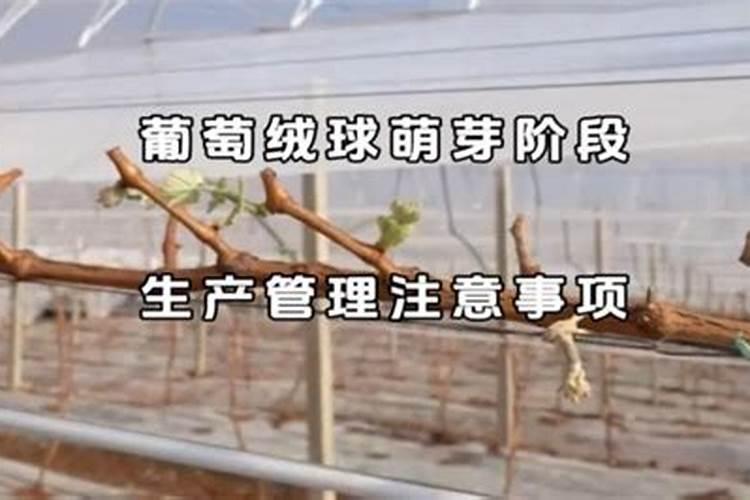 葡萄绒球期浇氮肥太多,引起叶子发黄怎么办？