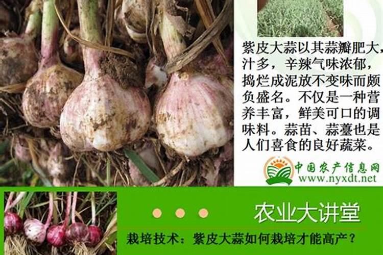 撒过磷肥可以立即种大蒜吗