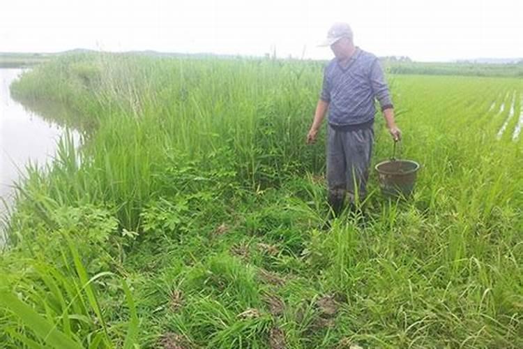 芸胎素在梨树上能用吗？什么时侯用？