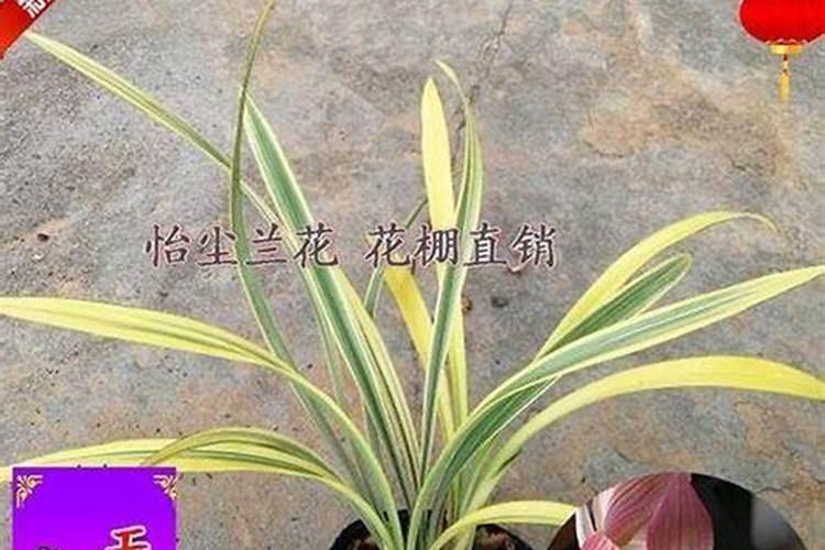 兰花用什么肥料最好