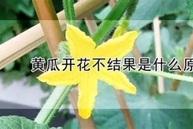 西红柿只开花不结果是什么原因