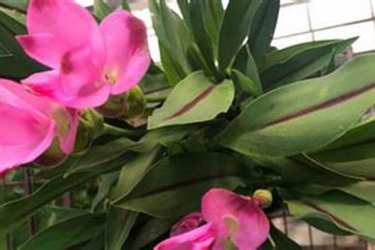 缸养荷花怎么施肥