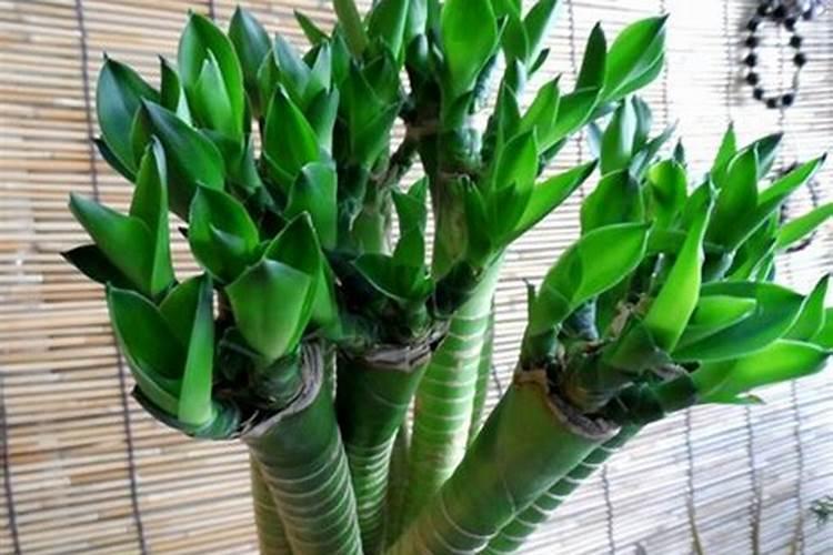 旱烟种植技术