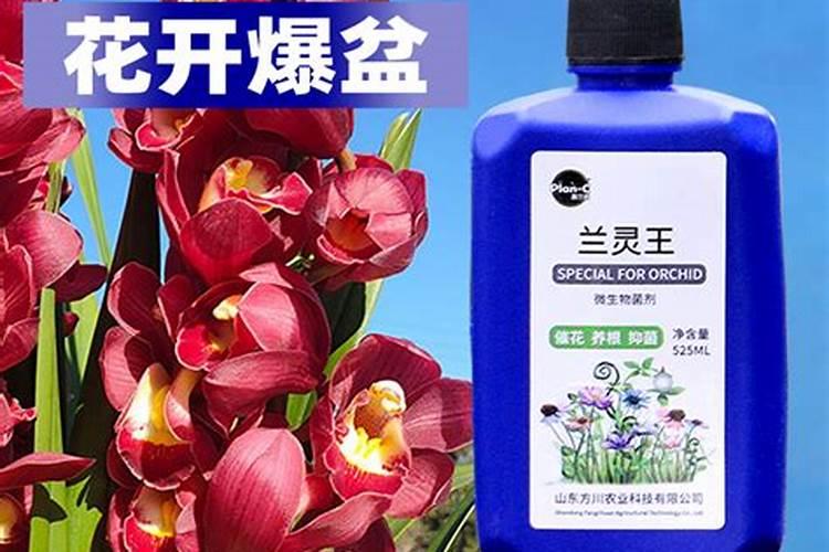 多肉需要施肥吗怎么施肥