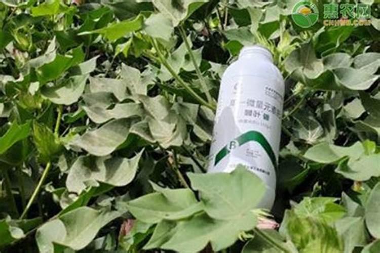 叶面肥十大名牌排名