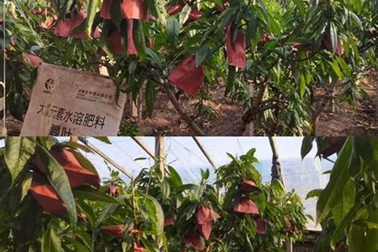 桃树施什么肥料桃子甜 如何施肥效果好
