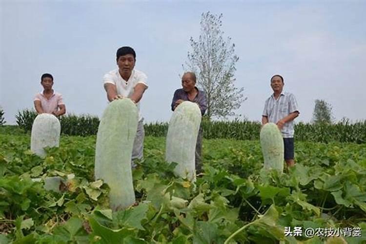 打瓜种植最佳时间