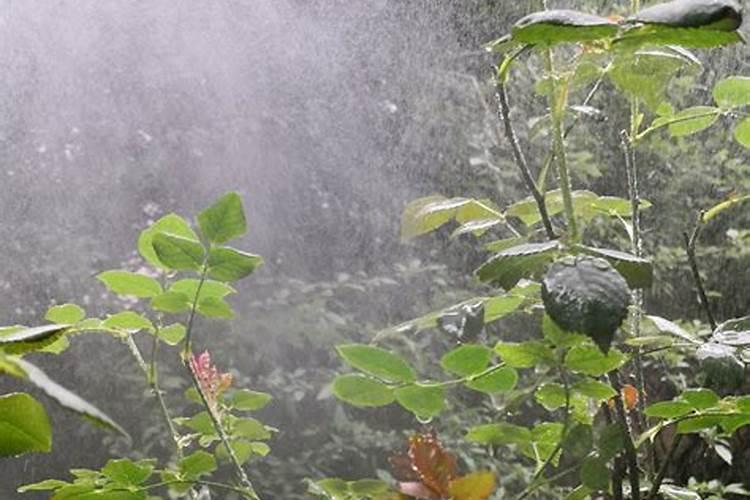 月季三月份怎么施肥