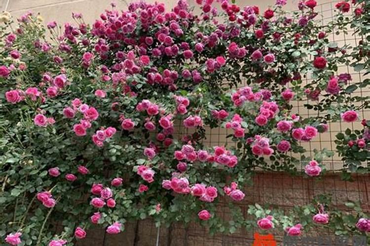 月季花怎么施肥？