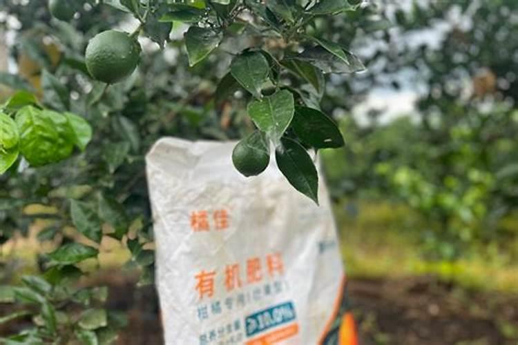 纯甜晚熟柑橘,成都柑橘树苗批发基地,种植柑橘苗的注意事项？