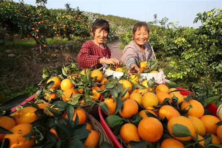 柑橘追肥应选什么时节,追什么肥料好？