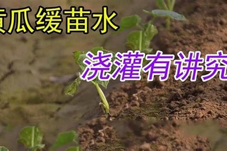 黄瓜缓苗水应该浇多少生根肥一亩地浇多少生根粉才合适？