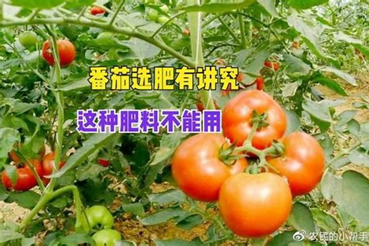 西红柿最忌讳的肥料