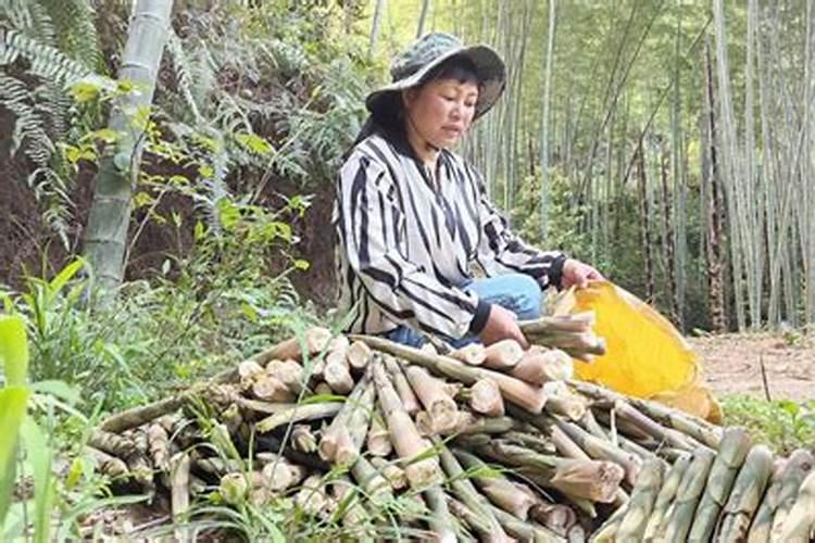 竹子施肥用什么肥料