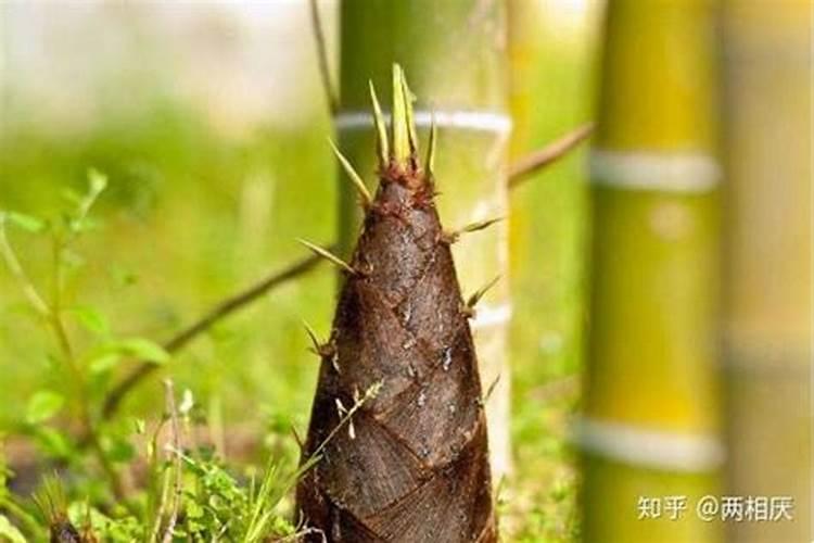 竹笋施肥用什么肥料
