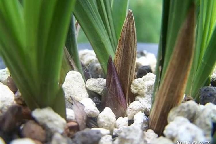 兰花花芽分化期怎么养护快速开花