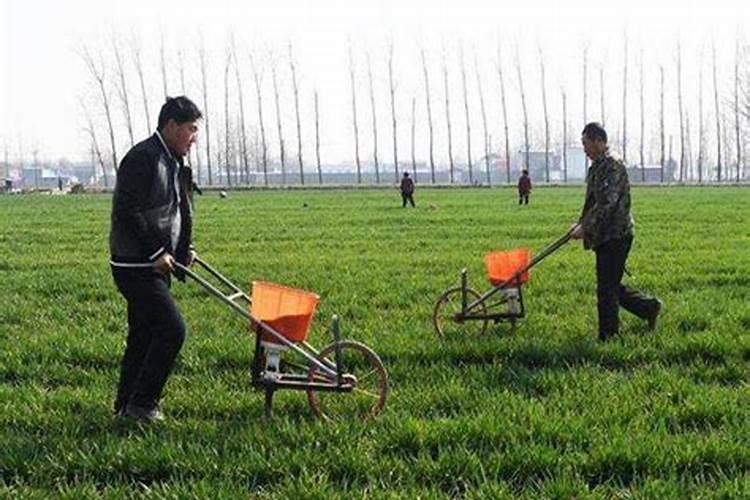 小麦怎样追肥高产