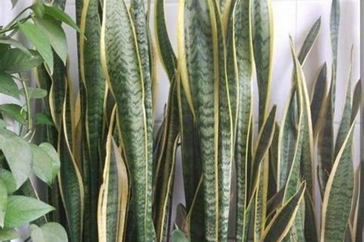 虎皮兰冬天多久浇水