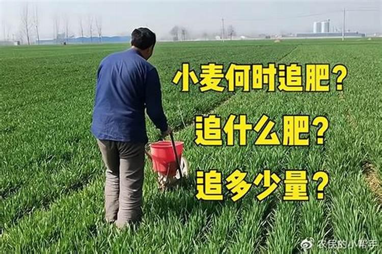 小麦浇反青水使含硝态氮含钾肥好还是尿素好