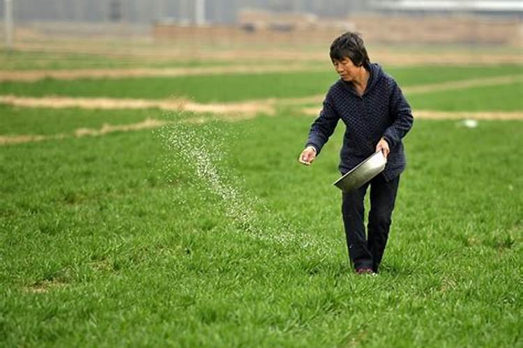 小麦除草剂能和叶面肥混合打吗 什么时候打合适