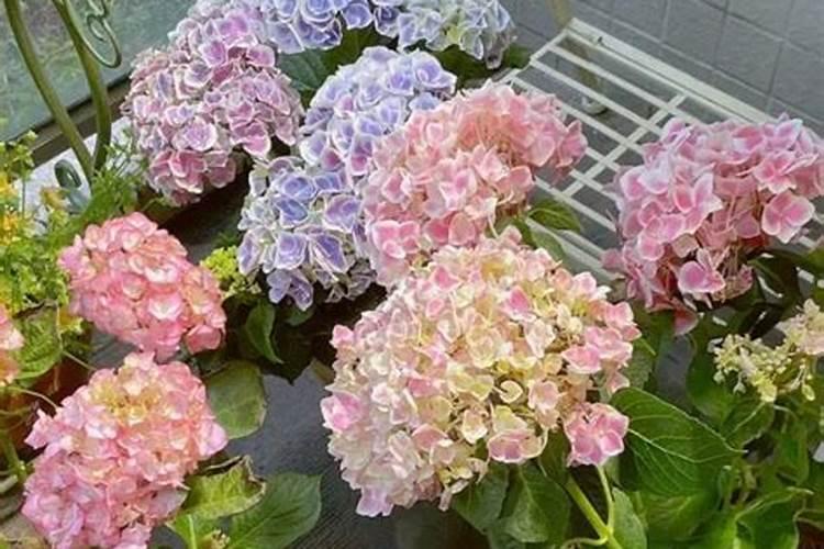 绣球花花谢后如何修剪施肥