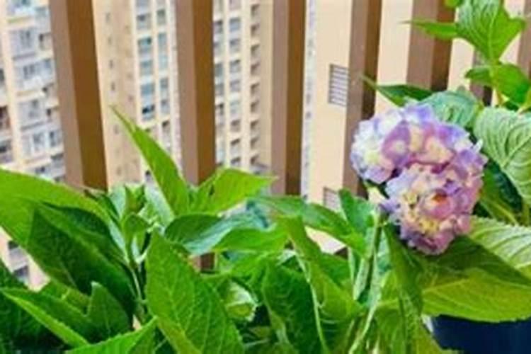 绣球花花谢后如何修剪施肥