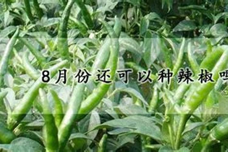 辣椒喷什么叶面肥结果多 多久喷一次