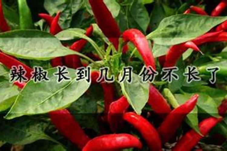 辣椒收获期叶面喷施氮肥可以吗,比例是多少？