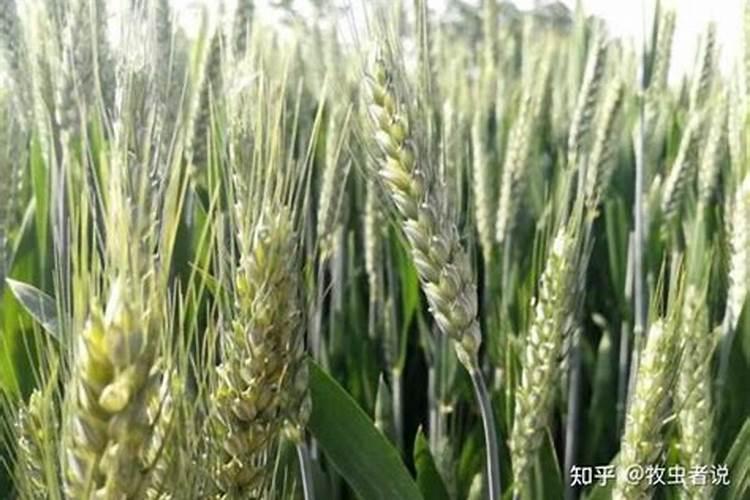 小麦打什么叶面肥增产