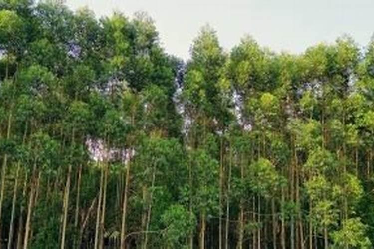 桉树种植技术和管理 种过速生桉的土地适合种什么