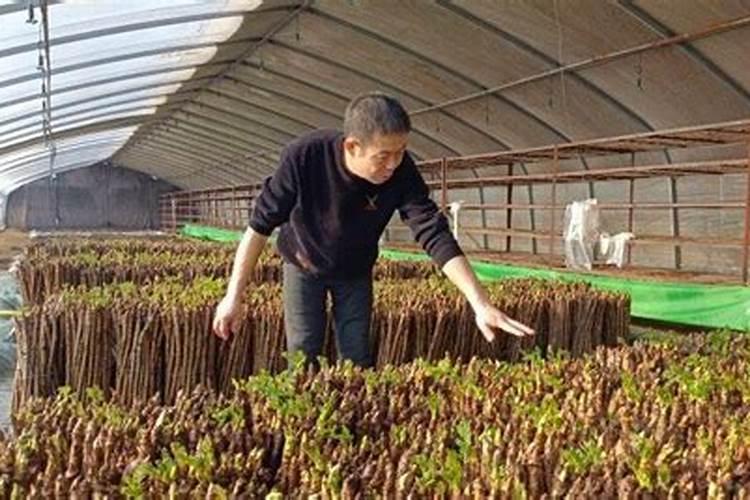 刺嫩芽能施肥吗？施什么肥？