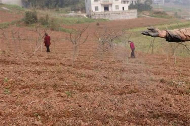 一般复合肥几天能见效